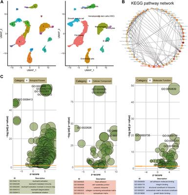 Single-cell RNA-seq uncovers distinct pathways and genes in endothelial cells during atherosclerosis progression